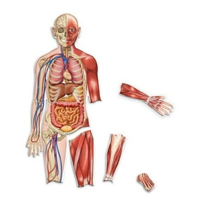 Learning Resources - Recursos Magnéticos Para El Aprendizaje Del Cuerpo Humano, 90 Cm De Altura, 17 Piezas