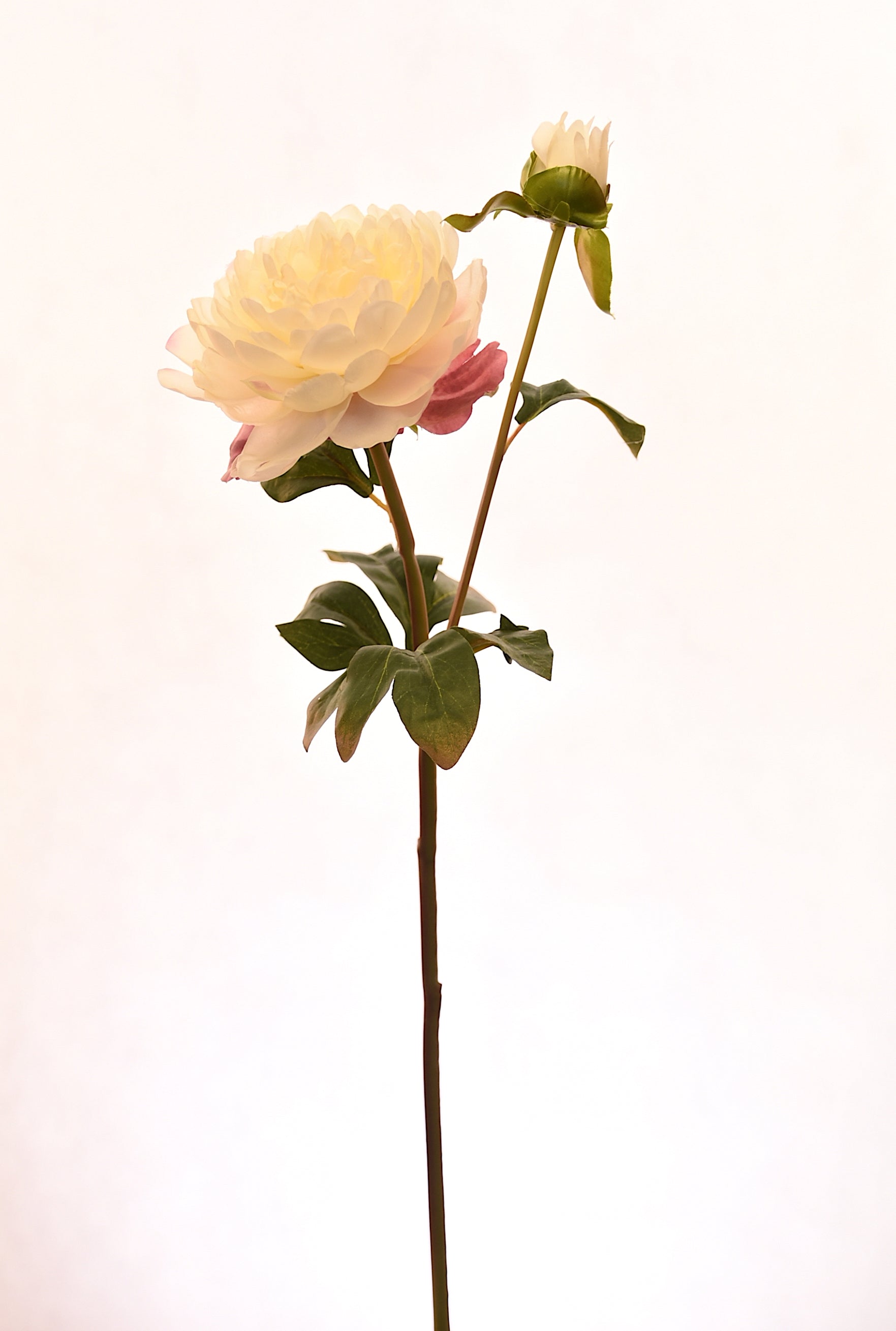 Vadell - Peonia Blanca 57 Cm