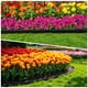 thumbnail image 5 of Kit de bordes para jardín MIXC de 30 m con 150 estacas, paquete de 3, 5 of 6