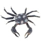 thumbnail image 5 of insectos de arcilla muy simulados al azar animales de color modelo de juguetes cangrejo, 5 of 5