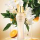 thumbnail image 2 of Serum Premier con vitamina E y C del Mar Muerto, 50 ml, antienvejecimiento, 2 of 6
