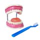 thumbnail image 1 of Modelo de cuidado dental con cepillo de dientes gigante Evotech, 1 of 8