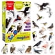 thumbnail image 1 of Juego de imanes para nevera para niños pequeños, imanes con fotos de pájaros para niños, 1 of 9