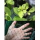 thumbnail image 5 of Malla Para Ciervos 2 1 X 30 5 M Antipájaros Y Ciervos Negra, 5 of 7