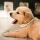 thumbnail image 5 of Collares de perlas para perros y gatos con decoración de diamantes de imitación, collares ajustables de cuero sintético para mascotas, bonitos y a la moda., 5 of 6