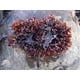 thumbnail image 5 of Sea Moss Musgo Marino Irlandes Organico 2000mg 120 Veg Caps, 5 of 8