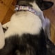 thumbnail image 4 of Collar Y Correa Para Perro Ajustable Con Hebilla Dorada Fuerte, Hermoso Lazo Y Ribete Floral., 4 of 5