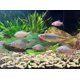 thumbnail image 4 of Bolsa Reutilizable de Coral para Filtro de Acuario Lighibeuty, 4 of 8