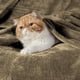 thumbnail image 2 of Manta Liviana Bedsure GentleSoft Fleece 130x150 cm Camel, 2 of 8