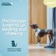 thumbnail image 3 of Training Line Coachi Puppy & Mini, 2,5 m, ligero para interiores, 3 of 6