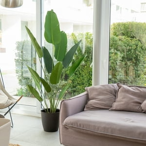 Arbusto Real - Planta Artificial Ave Del Paraíso 180 Cm Premium