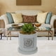 thumbnail image 1 of Planta Decorativa Home in The Heart, 1 of 4