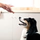 thumbnail image 2 of Galletas MilkBone Soft Chewy Pollo 709g Para Perros, 2 of 3
