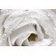 thumbnail image 4 of Hidrosol Agua de Rosas Blancas Dr. Joe Lab 237 ml Spray, 4 of 8