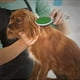 thumbnail image 3 of Cepillo Grande Verde Doble Cara Para Mascotas, 3 of 3