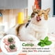 thumbnail image 4 of 2 bolas de mordedura para gatos, doble bola, juguete masticable para gatos, 4 of 5
