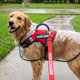 thumbnail image 5 of Correa Support Pets 122 cm PSD Nylon Roja, 5 of 9