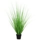 thumbnail image 2 of Grass Aloe Verde de 70 cm, 2 of 2