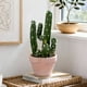 thumbnail image 4 of Cactus Artificial 26Cm, 4 of 4
