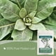 thumbnail image 3 of Té de Hoja de Gordolobo Orgánico Zhivana Organics 56g a Granel, 3 of 8