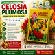 thumbnail image 4 of Semillas Flor Celosía Plumosa Las Encinas Coloridas, 4 of 4