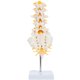 thumbnail image 5 of Modelo anatómico de columna lumbar con sacro y nervios espinales, réplica didáctica que muestra la sección lumbosacro con nervios y disco herniado en L4 - Incluye base para exhibición, 5 of 9