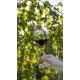 thumbnail image 2 of Juego de 4 copas para vino tinto Zwiesel Glas Pure Cabernet (560 ml), 2 of 7
