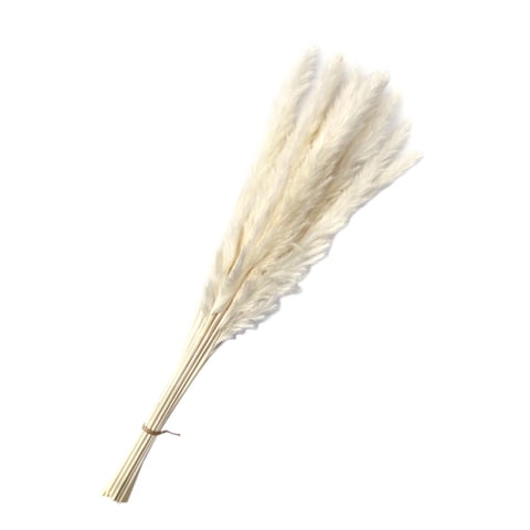 Magideal - Ramo De Hierba Seca Real, Fragmitas, Caña De Flores, Artesanías Florales, Tallos Bohemios, Para Decoración, Jarrón De Regalo, Cumpleaños, Blanco 15 Piezas