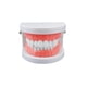 thumbnail image 1 of Modelo de dientes estándar, material didáctico para niños y adultos, modelo de demostración de tipodonte estándar (sin muelas del juicio), 1 of 7