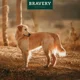 thumbnail image 2 of Herring senior LARGE/MEDIUM breeds, 2 of 2