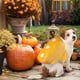 thumbnail image 3 of Disfraz de mascota Rubie's Hostess Twinkie para mascotas grandes y extragrandes, 3 of 4
