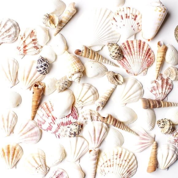Conchas marinas de playa mixtas Seashells Super Z Outlet, 50 unidades