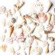 thumbnail image 1 of Conchas marinas de playa mixtas Seashells Super Z Outlet, 50 unidades, 1 of 6