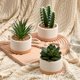 thumbnail image 2 of Plantas Suculentas Artificiales Astridia Juego de 3 Macetas de Cerámica, 2 of 7