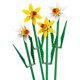 thumbnail image 2 of Bloques de construcción Botanical Narcisos, 2 of 3