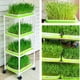 thumbnail image 5 of Bandejas Sprout LeJoy Garden de 4 capas con estante extra resistente, 5 of 7