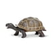 thumbnail image 1 of Estatuine Safari Ltd. Tortoise Baby 14 cm, plástico, modelo 18M+, 1 of 6