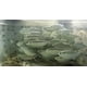thumbnail image 5 of Tratamiento de Agua Fish Krack 454 ml Aditivo para Peces de Cebo, 5 of 9