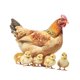 thumbnail image 1 of Pegatina De Pared De Pollo, Gallo, Impermeable, Para La Cocina De Un Apartamento Escolar., 1 of 5