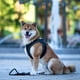 thumbnail image 3 of Arnés Perro Air Vest Matrix 2.0 Black, 3 of 3