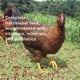 thumbnail image 5 of Pellets para Ponedoras New Country Organics Sin Soya 15,8 kg, 5 of 8