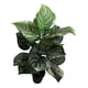thumbnail image 1 of Planta artificial Aglaonema Verde 60 cm 18 hojas, 1 of 1