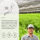 thumbnail image 3 of Té verde Senbird Premium Gyokuro 50g de Kioto, Japón, 3 of 9