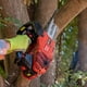 thumbnail image 5 of Motosierra Castor CS2500, 5 of 5