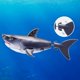 thumbnail image 3 of Robo Alive Robo Shark, paquete de 2 juguetes activados por agua, 3 of 9