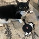 thumbnail image 5 of Pack 2 Posavasos De Gato Tejido a Punto Regalo Divertido, 5 of 5