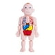 thumbnail image 1 of Modelo De Cuerpo Humano Para Niños, Partes Del Cuerpo, órganos Para Demostración En El Hogar, Preescolar, 1 of 5