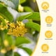 thumbnail image 5 of Té de flor de osmanthus seco Wanhua Hall 50 g premium natural, 5 of 8