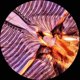 thumbnail image 4 of Set de diapositivas preparado AmScope PS100E Basic Biology con 100 diapositivas, 4 of 4
