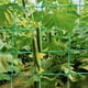 thumbnail image 1 of Xiao Hua Enrejado Resistente para Plantas de Jardín, Adecuado para Pepino, Enredadera, Fruta y Verdura, Enrejado para Plantas de Tomate, Enredadera Trepadora 70.87x70.87 Pulgadas (27 Hebras - Verde), 1 of 4
